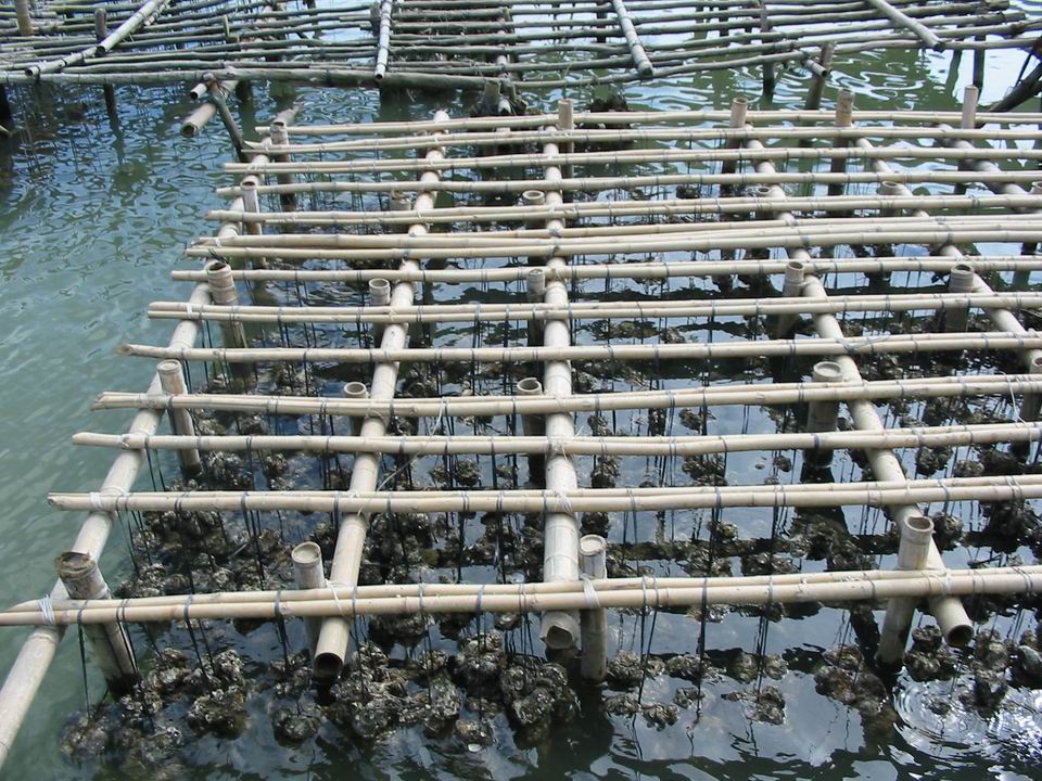 二千沙龙社区-蚝情横琴岛之珠海美食FB二天 9