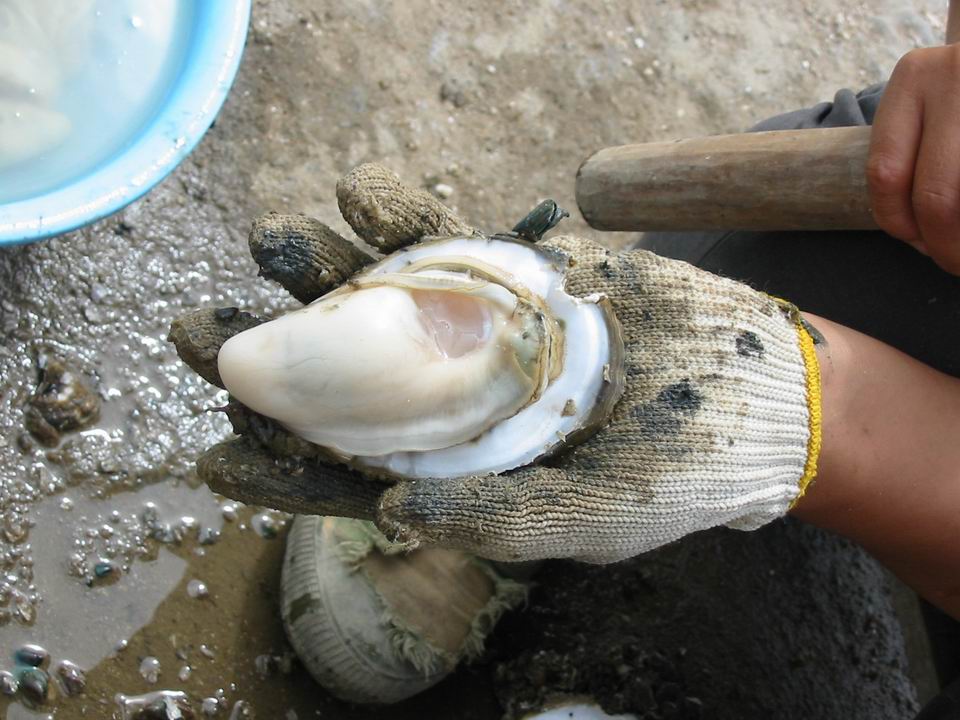 二千沙龙社区-蚝情横琴岛之珠海美食FB二天 9