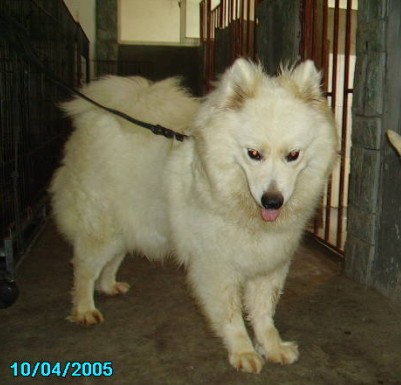 二千沙龙社区-大量供波斯猫,异国短毛猫,西摩,