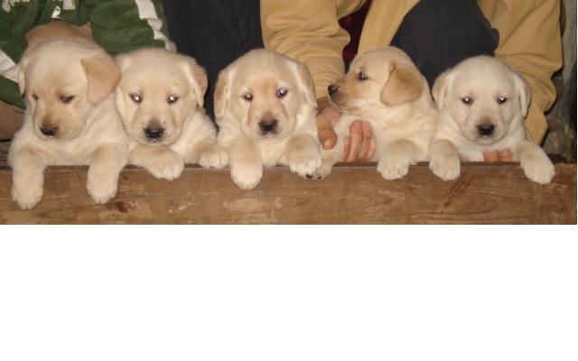 二千沙龙社区-(降价出售)-本狗场出售一窝超可