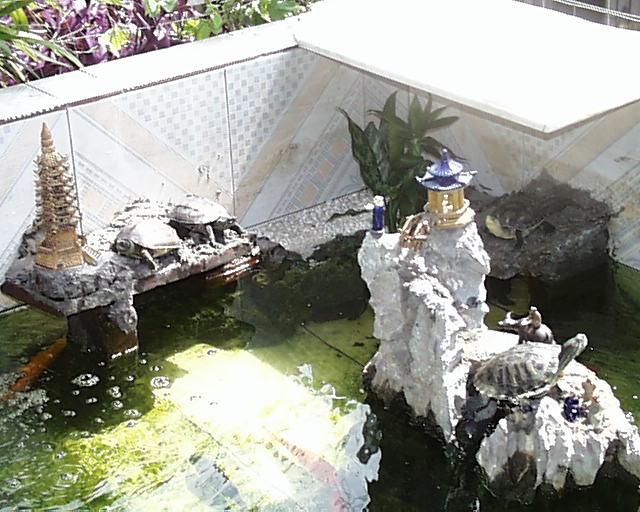 自建别墅池古交池制做乌龟乌龟图片