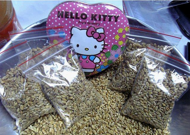 猫咪最爱-有机猫草种子_39健康论坛