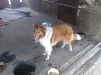 水利基金税我月报过了,季报的时候我还报吗,这