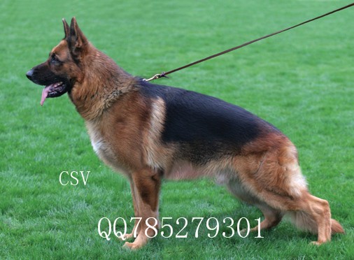 最好的警犬_警犬电影大全_警犬卡尔电视剧全