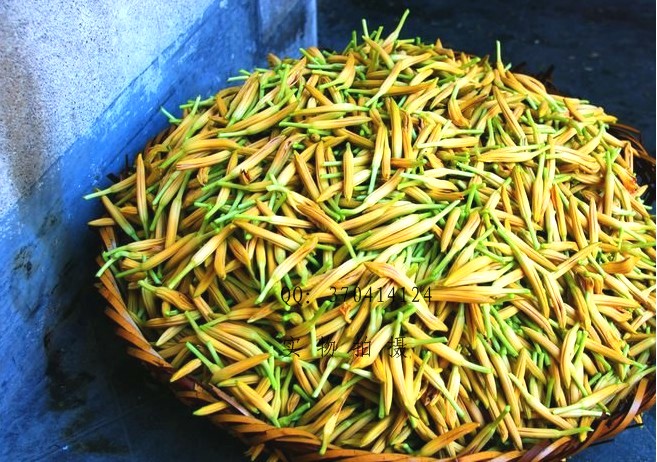 大埔银江针菜(黄花菜) - 天下美食 - 梅州论坛 - 梅州网 - 客家论坛|梅州日报|梅州新闻|世界客都|梅州民生|梅州旅游|梅州房产|梅州网论坛